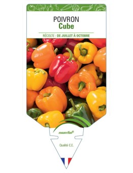 POIVRON CUBE