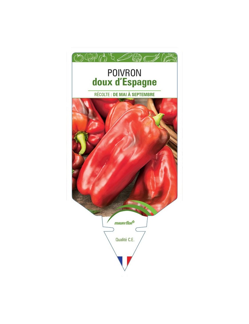 POIVRON DOUX D'ESPAGNE