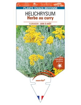 HELICHRYSUM italicum voir Herbe au curry *