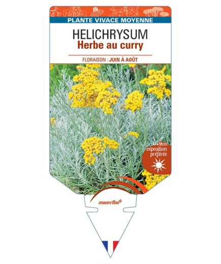HELICHRYSUM italicum voir Herbe au curry *