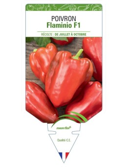 POIVRON FLAMINIO F1
