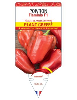 POIVRON FLAMINIO F1 PLANT GREFFÉ