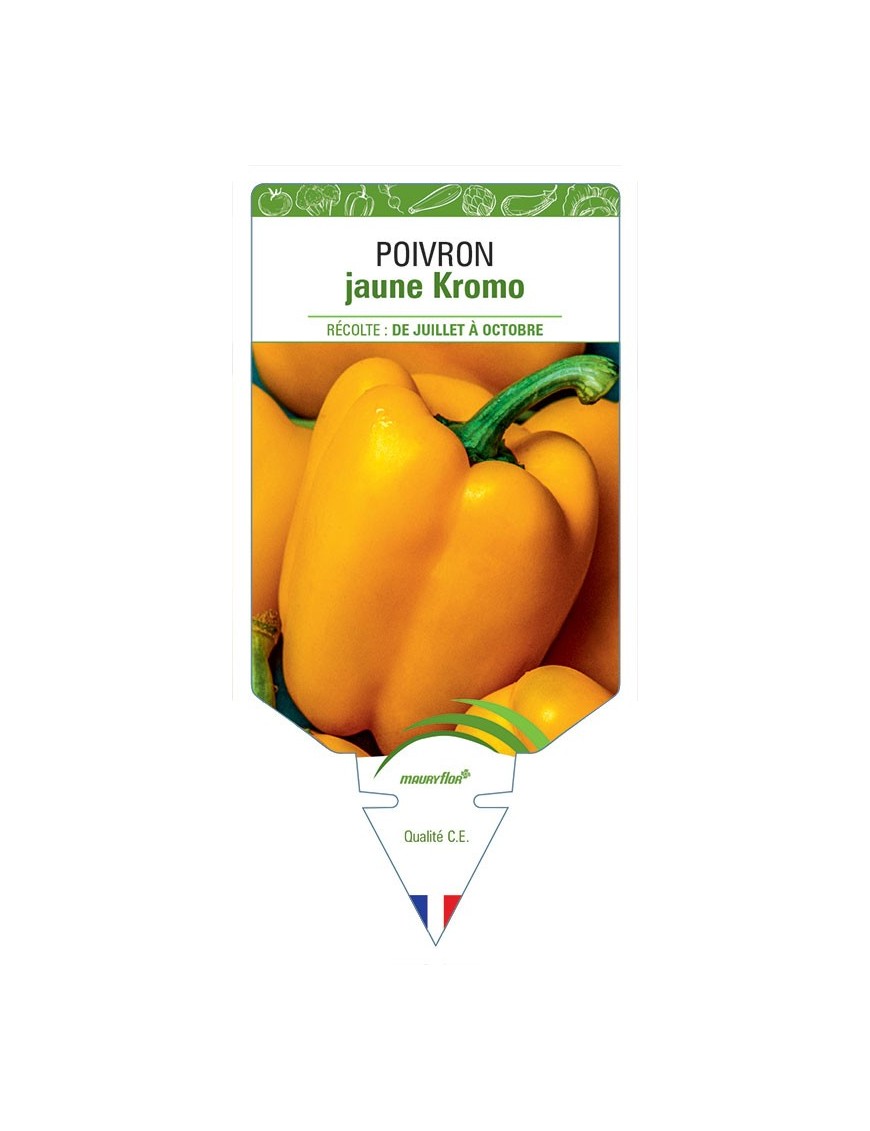 POIVRON JAUNE KROMO