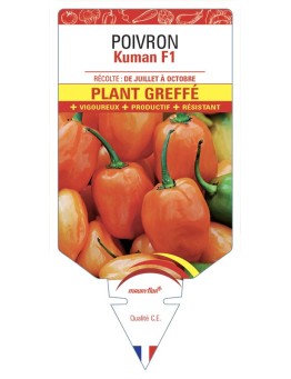POIVRON KUMAN F1 PLANT GREFFÉ