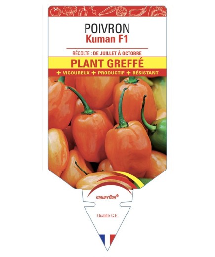 POIVRON KUMAN F1 PLANT GREFFÉ