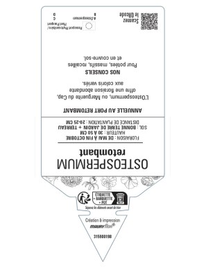 MARGUERITE DU CAP (OSTEOSPERMUM)