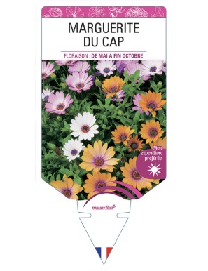MARGUERITE DU CAP (OSTEOSPERMUM)