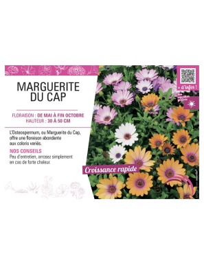 MARGUERITE DU CAP (OSTEOSPERMUM)