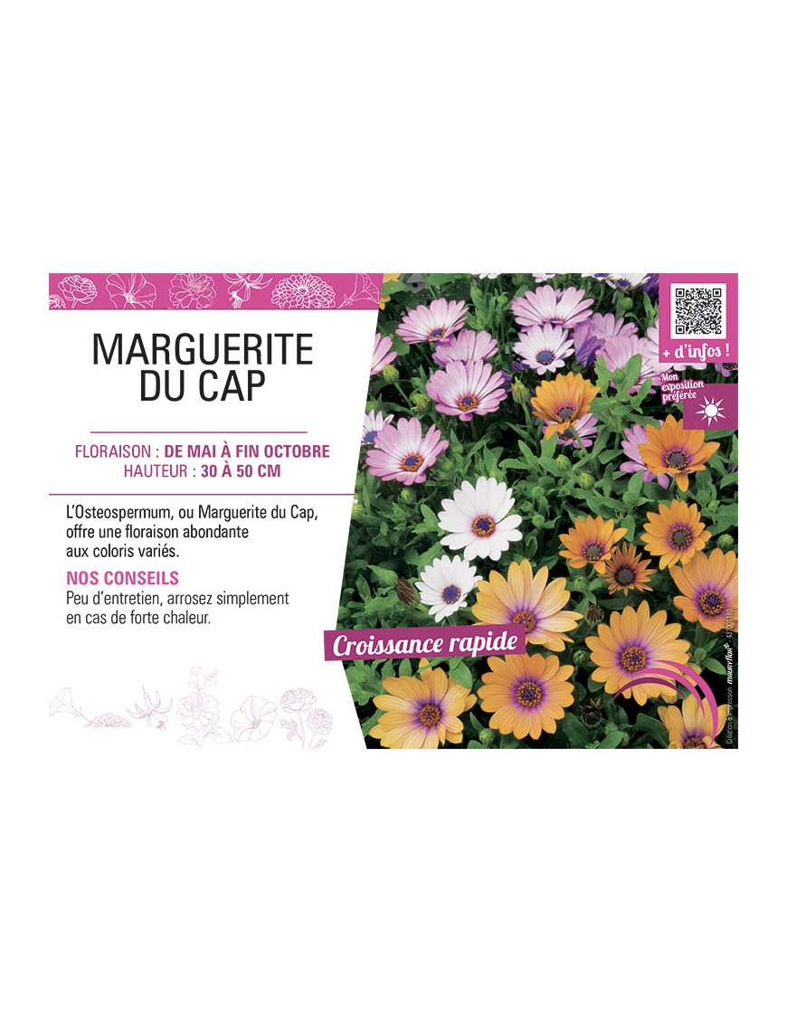 MARGUERITE DU CAP (OSTEOSPERMUM)