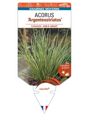 ACORUS gramineus Argenteostriatus
