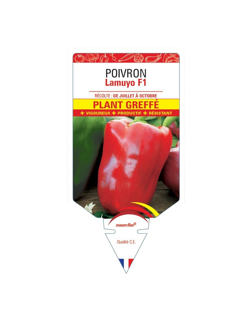 POIVRON LAMUYO F1 PLANT GREFFÉ