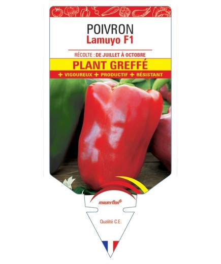 POIVRON LAMUYO F1 PLANT GREFFÉ
