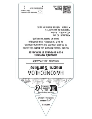 HAKONECHLOA macra Sunflare