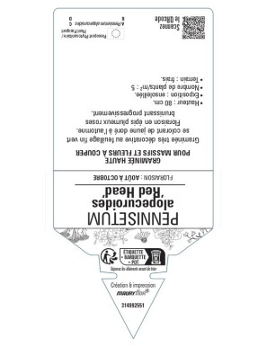 PENNISETUM alopecuroides Red Head Herbe aux écouvillons