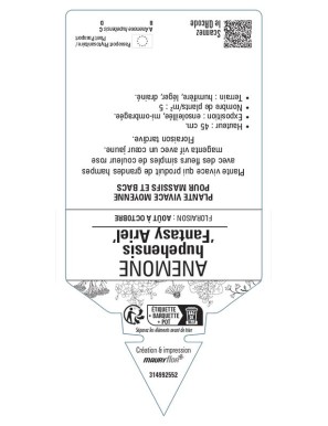 ANEMONE hupehensis Fantasy Ariel Anémone du Japon