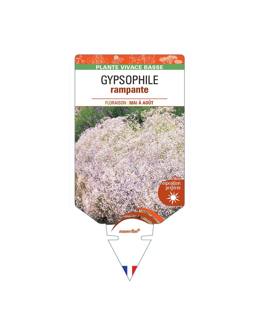 GYPSOPHILA repens (blanc) *