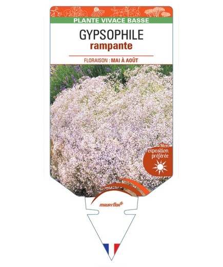GYPSOPHILA repens (blanc) *