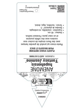 ANEMONE hupehensis Fantasy Jasmine Anémone du Japon