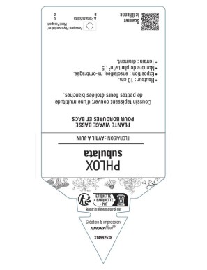 PHLOX subulata (blanc)