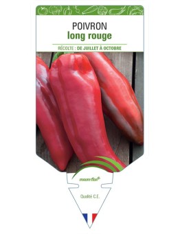 POIVRON LONG ROUGE