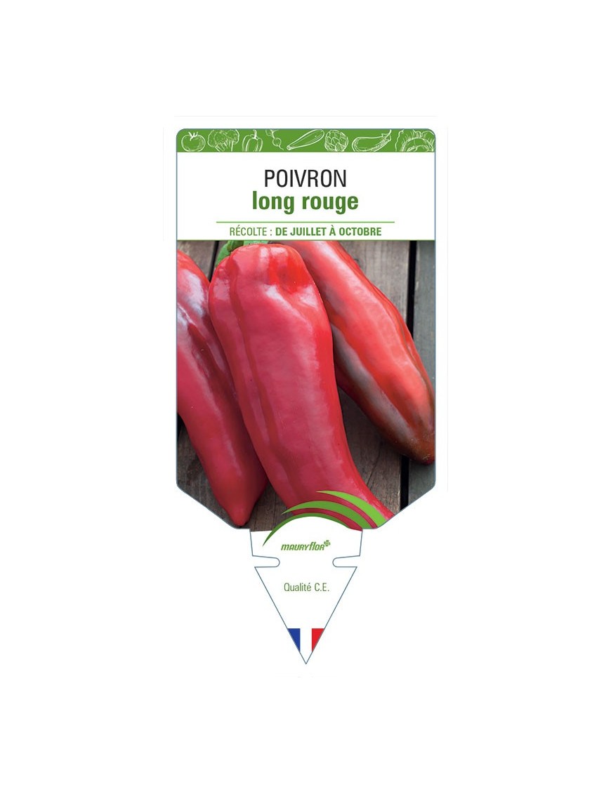 POIVRON LONG ROUGE