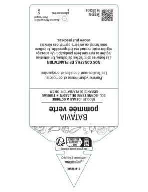 (LAITUE) BATAVIA POMMÉE VERTE