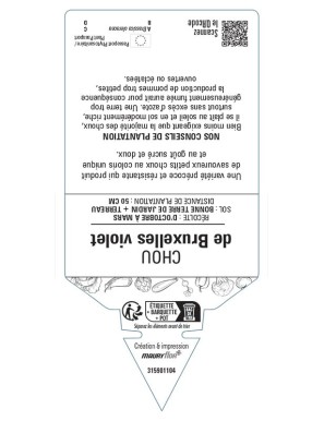 CHOU DE BRUXELLES VIOLET