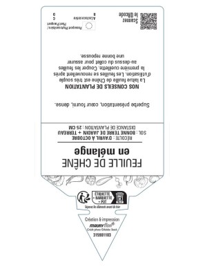 (LAITUE) FEUILLE DE CHÊNE EN MÉLANGE