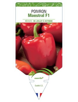 POIVRON MAESTRAL F1