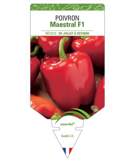 POIVRON MAESTRAL F1