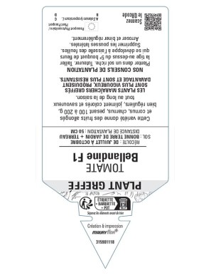 TOMATE BELLANDINE F1 PLANT GREFFÉ