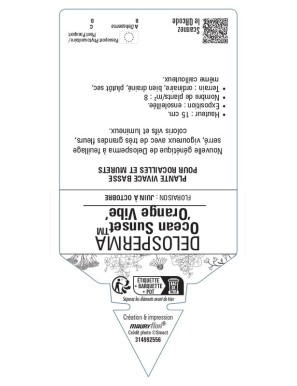 Delosperma Ocean SunsetTM 'Orange Vibe'