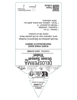 Delosperma Ocean SunsetTM 'Violet'