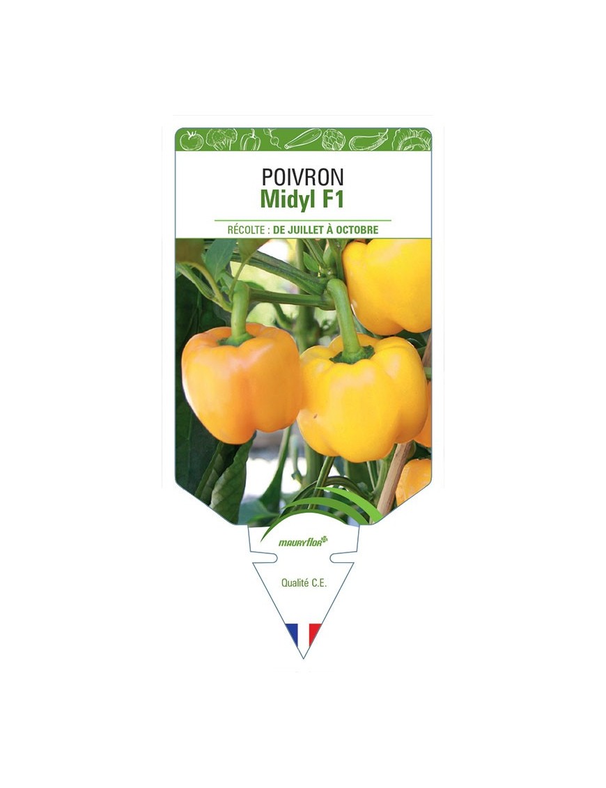 POIVRON MIDYL F1