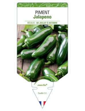 PIMENT Jalapeno