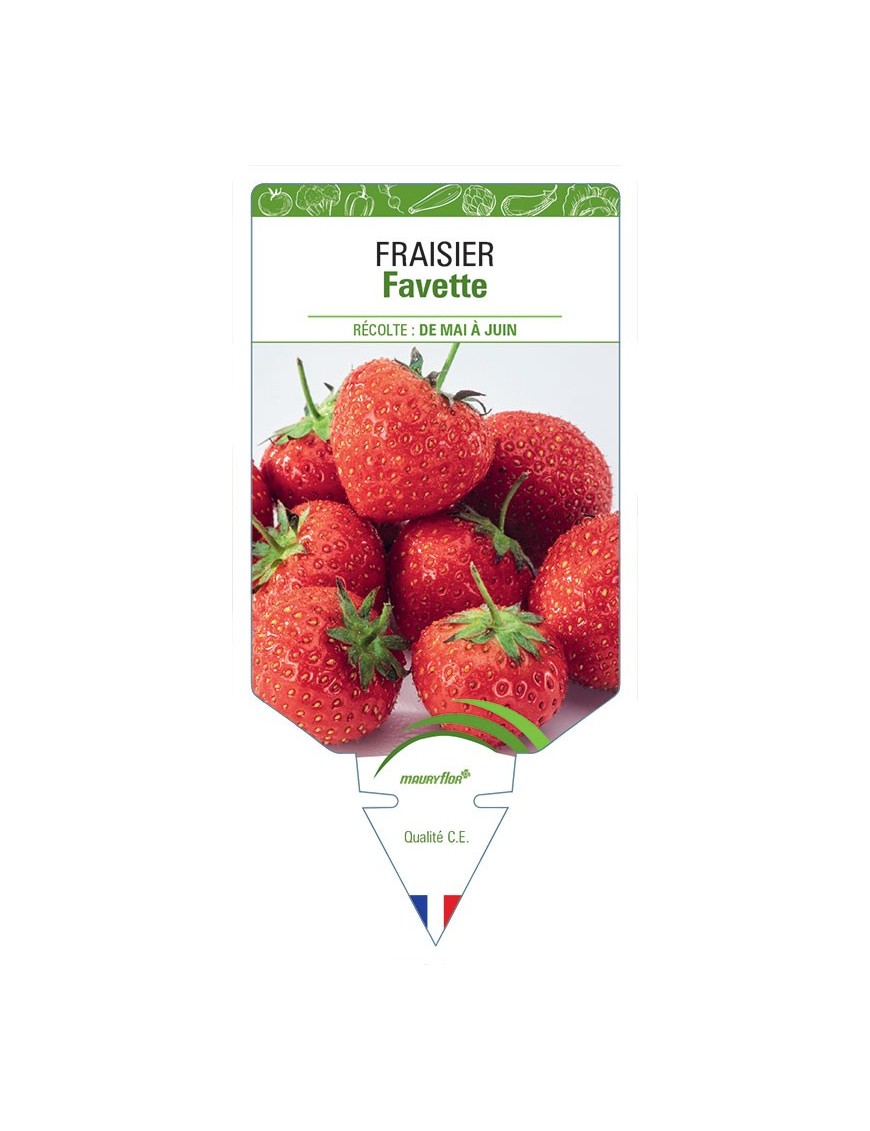 FRAISIER Favette
