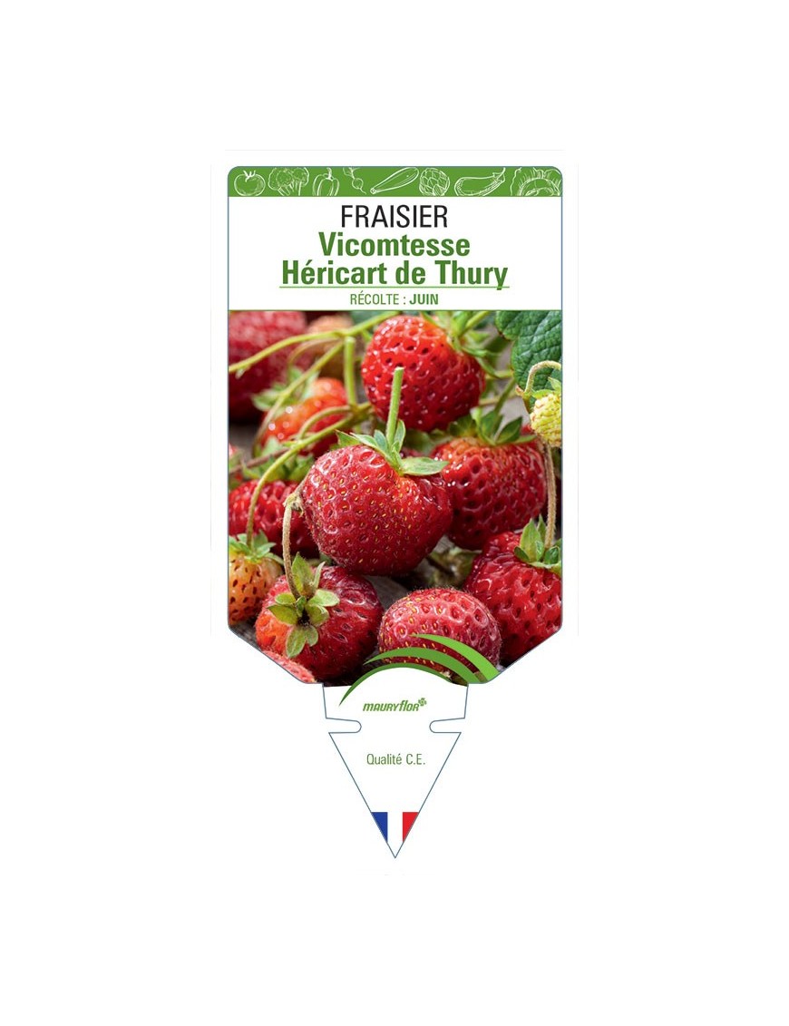 FRAISIER Vicomtesse Héricart de Thury