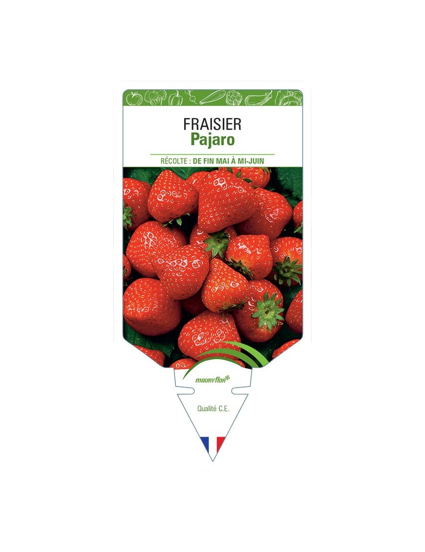 FRAISIER Pajaro