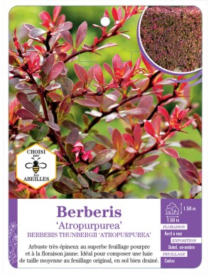 BERBERIS THUNBERGII ATROPURPUREA (*)
