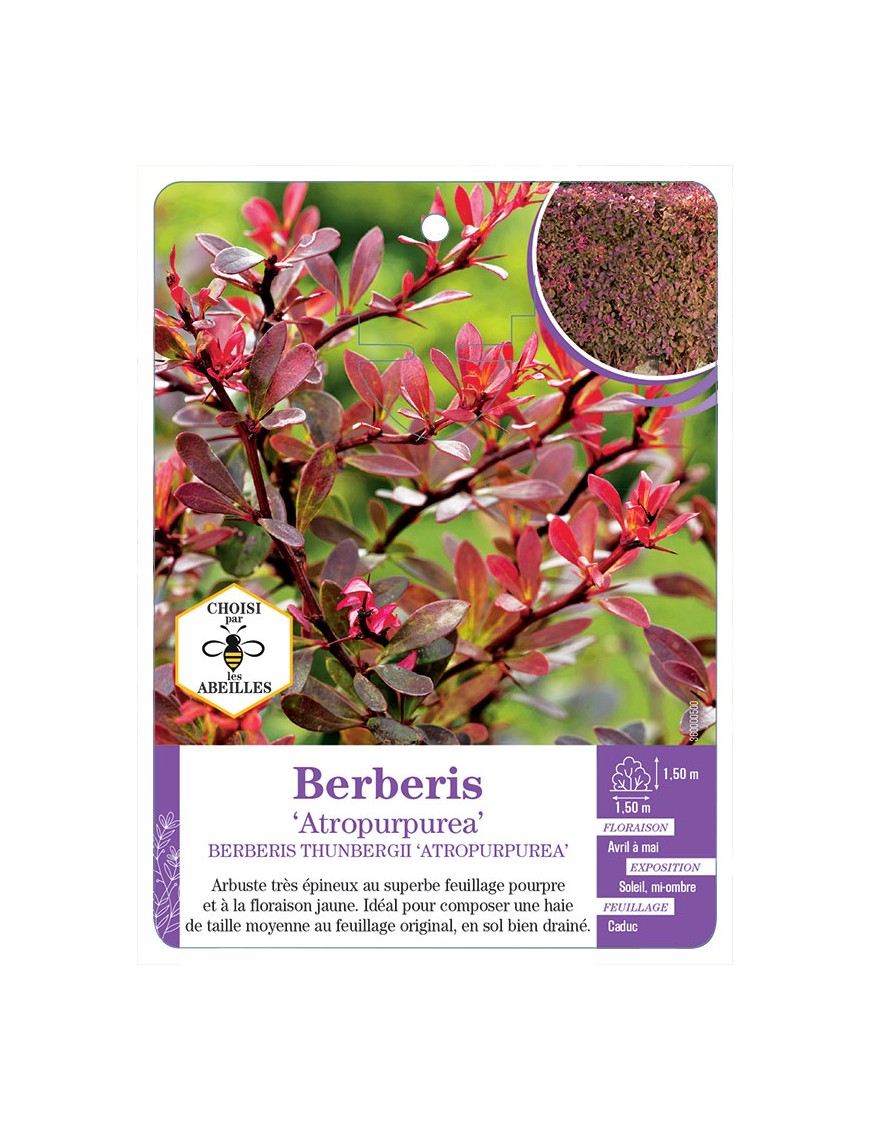 BERBERIS THUNBERGII ATROPURPUREA (*)