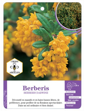 BERBERIS DARWINII voir Épine-vinette