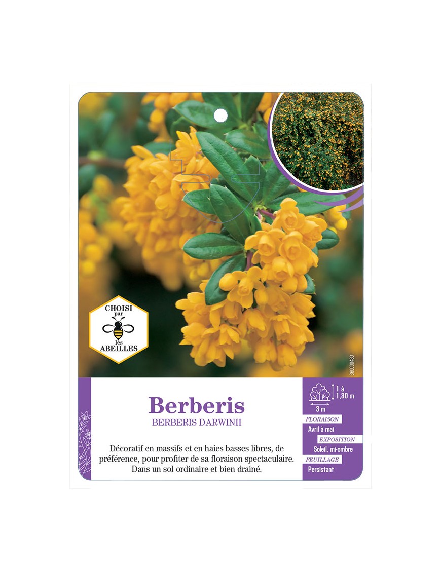BERBERIS DARWINII voir Épine-vinette