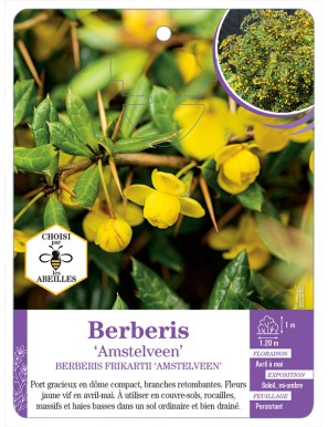 BERBERIS FRIKARTII AMSTELVEEN voir Épine-vinette