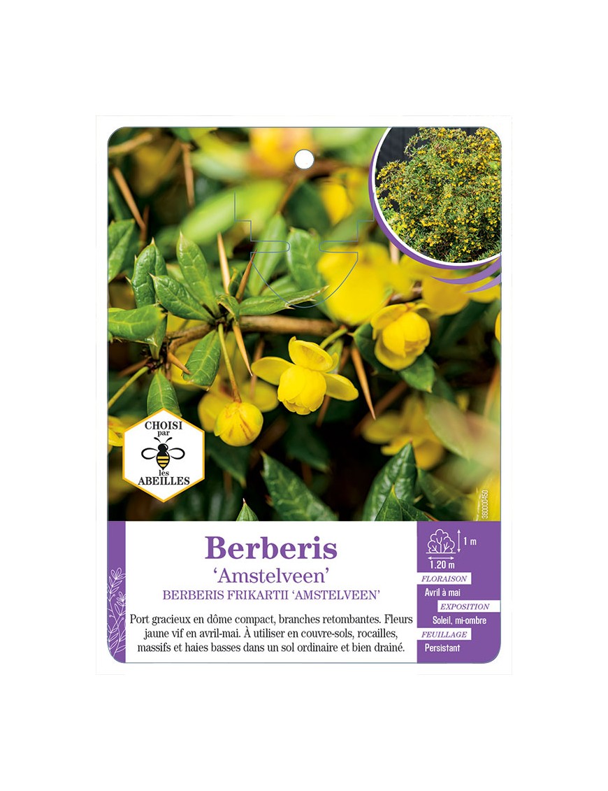 BERBERIS FRIKARTII AMSTELVEEN voir Épine-vinette