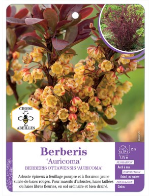BERBERIS OTTAWENSIS AURICOMA (*)