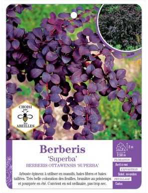 BERBERIS OTTAWENSIS SUPERBA voir Épine-vinette