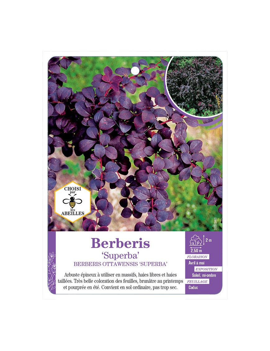 BERBERIS OTTAWENSIS SUPERBA voir Épine-vinette