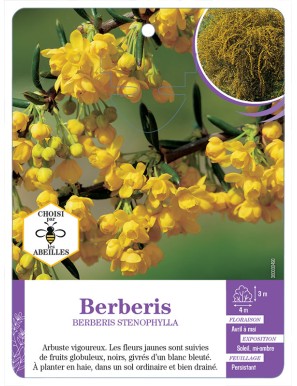 BERBERIS STENOPHYLLA voir Épine-vinette