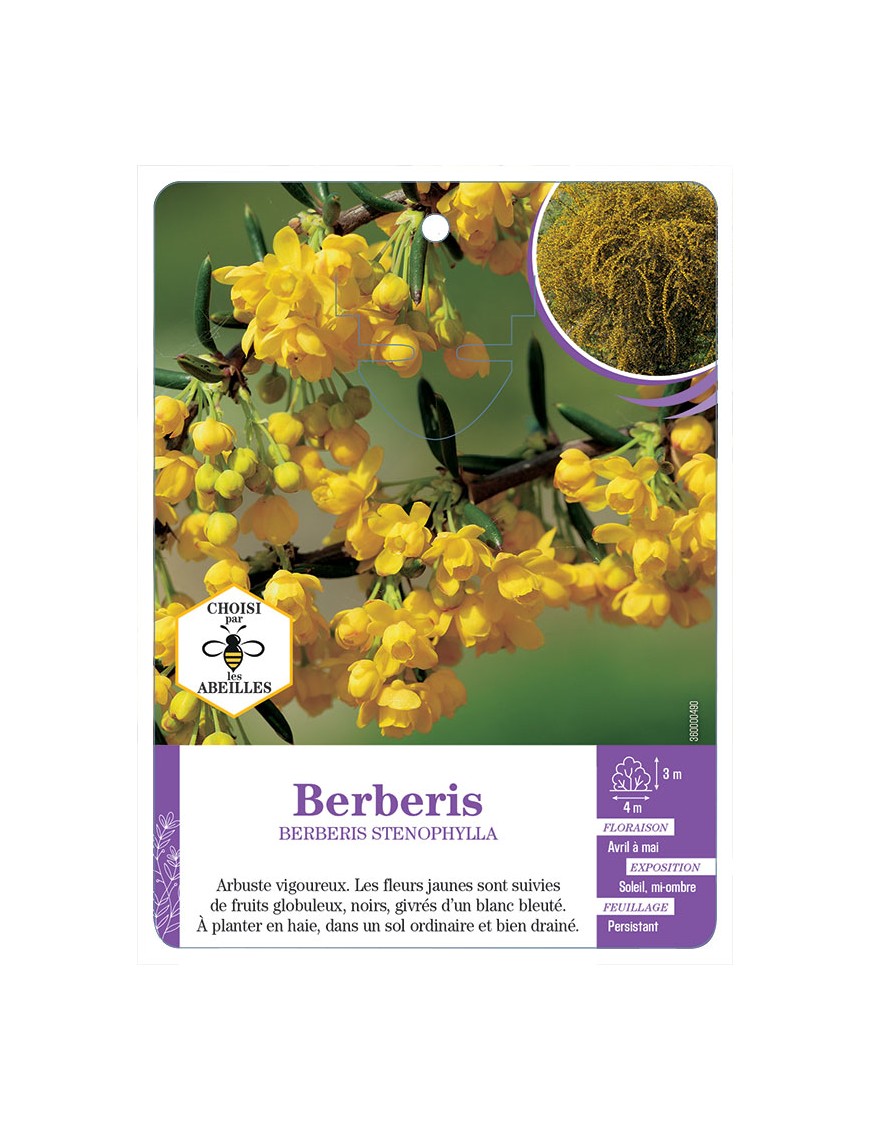 BERBERIS STENOPHYLLA voir Épine-vinette