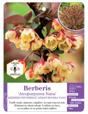 BERBERIS THUNBERGII ATROPURPUREA NANA voir Épine-vinette